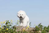 BICHON FRISE 249